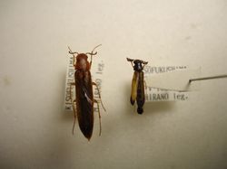 kikuimushi38-1.jpg