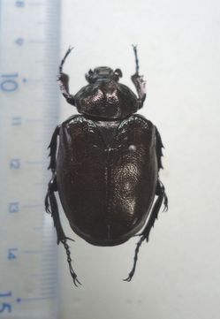 オオチャイロハナムグリ